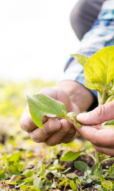 internacionalizacion_empresas